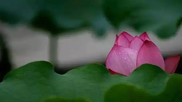 点击放大图片