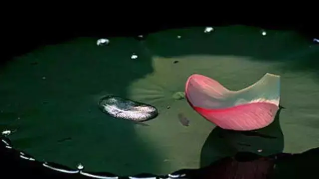 点击放大图片
