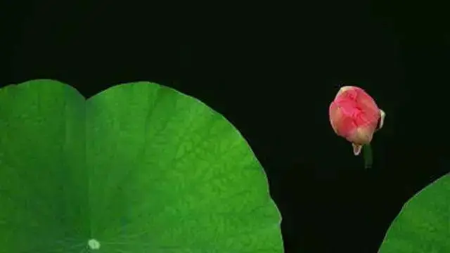 点击放大图片